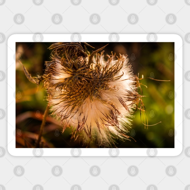 Fall Thistle Sticker by Robert Alsop